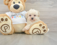 8 week old Maltipoo Puppy For Sale - Lone Star Pups