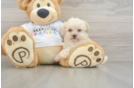 Maltipoo Pup Being Cute