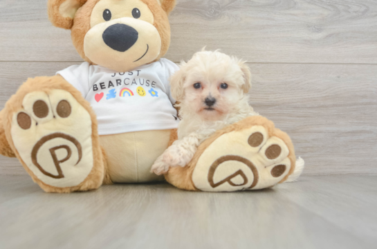 Maltipoo Pup Being Cute