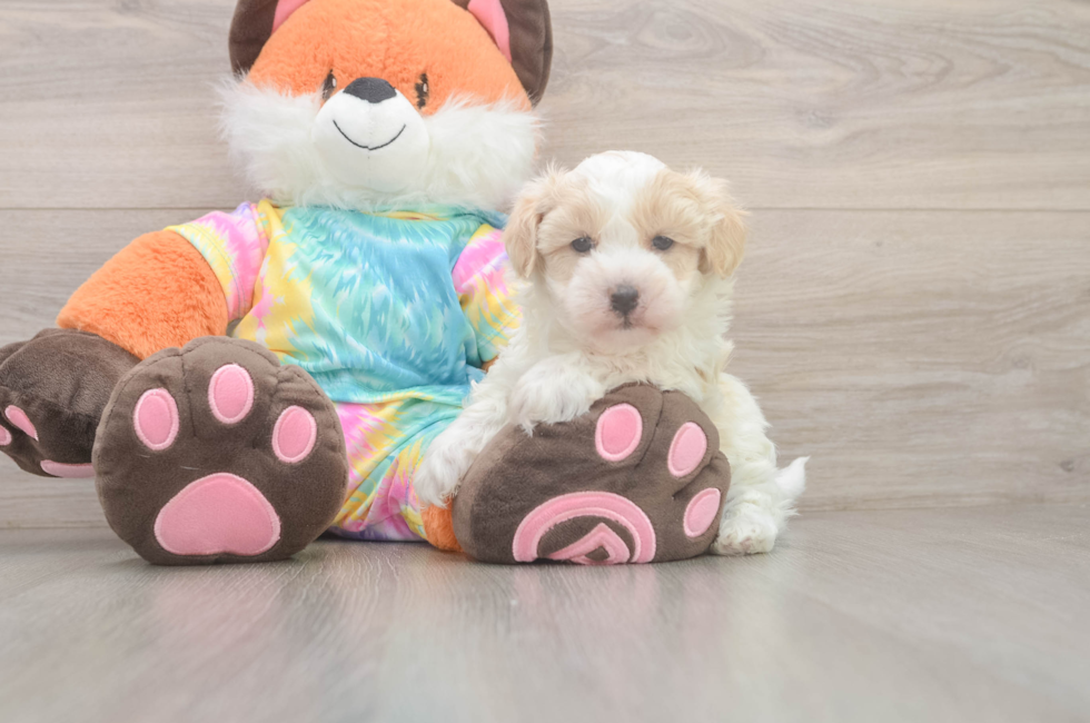 5 week old Maltipoo Puppy For Sale - Lone Star Pups