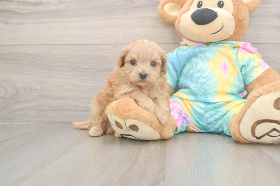 Meet Peyton - our Maltipoo Puppy Photo  2/3 - Lone Star Pups Maltipoo Pup Being Cute
