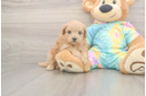 Meet Peyton - our Maltipoo Puppy Photo  2/3 - Lone Star Pups Maltipoo Pup Being Cute
