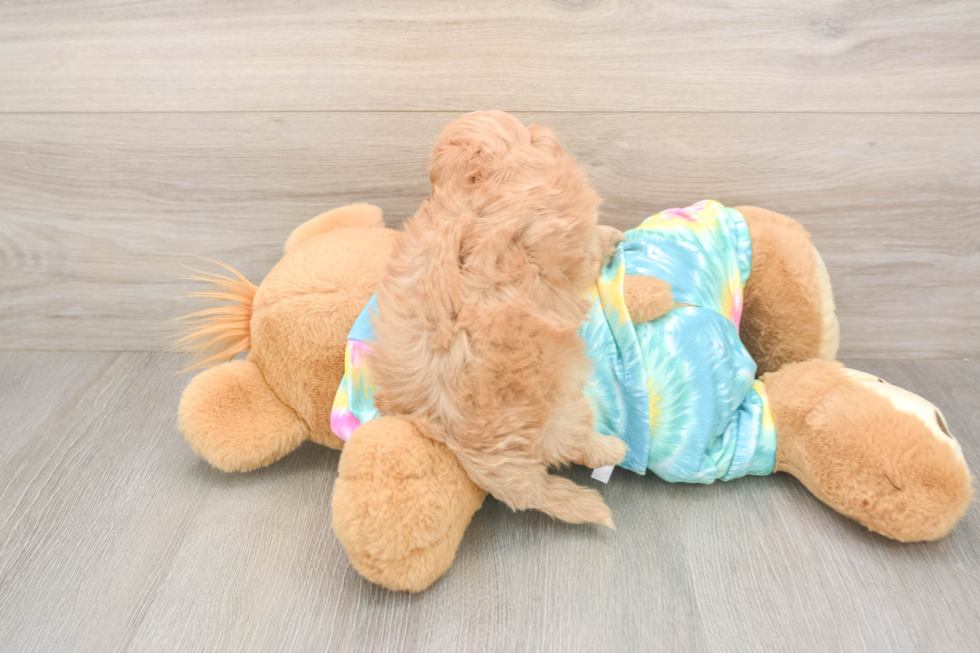 Meet Peyton - our Maltipoo Puppy Photo  3/3 - Lone Star Pups Maltipoo Puppy for Adoption