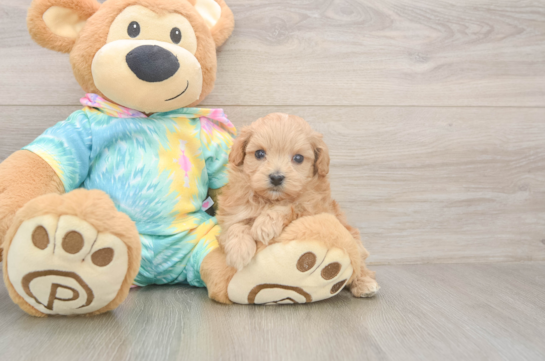 5 week old Maltipoo Puppy For Sale - Lone Star Pups Petite Maltipoo Poodle Mix Pup