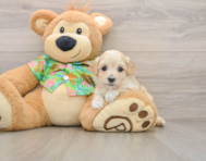 8 week old Maltipoo Puppy For Sale - Lone Star Pups