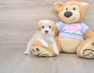 9 week old Maltipoo Puppy For Sale - Lone Star Pups