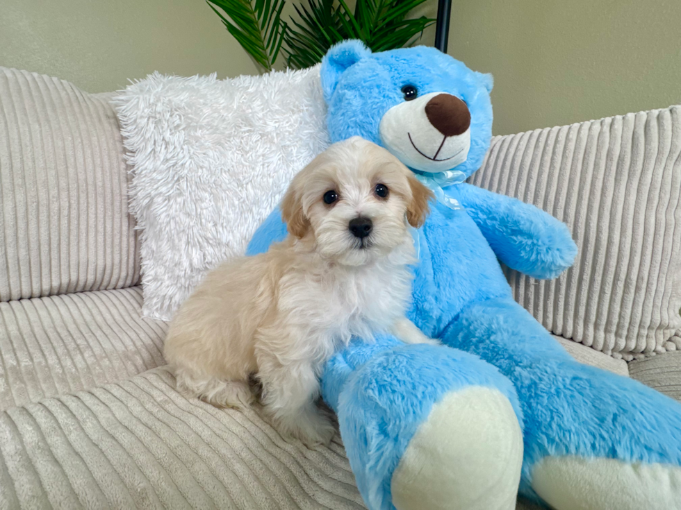 Cute Maltipoo Baby