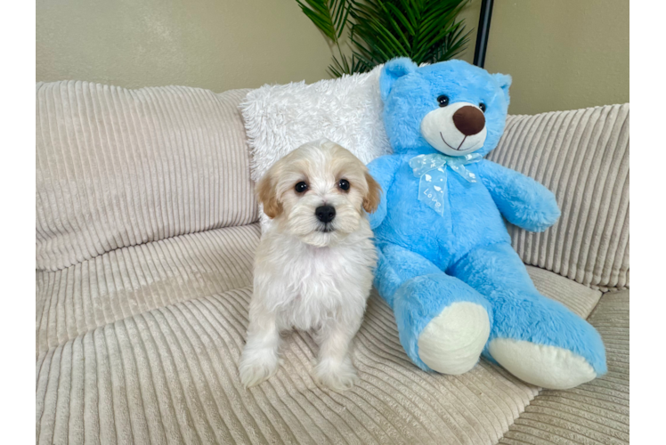 Cute Maltipoo Baby
