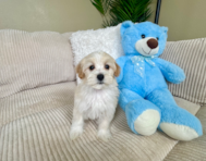 9 week old Maltipoo Puppy For Sale - Lone Star Pups