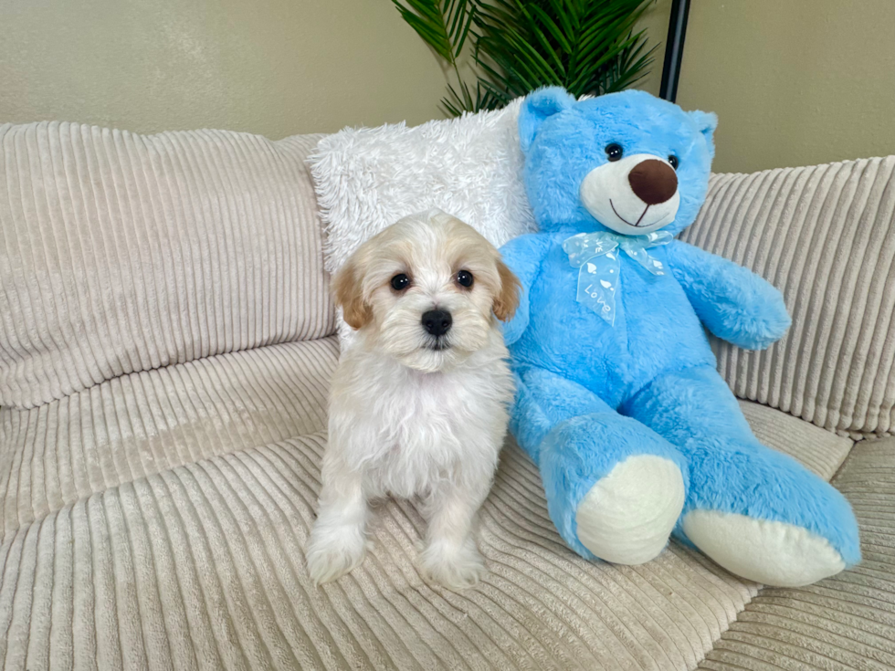 Cute Maltipoo Baby