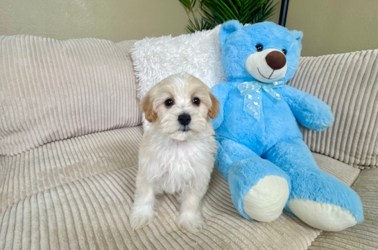 Cute Maltipoo Baby