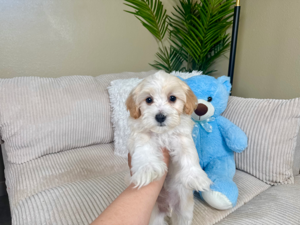 Maltipoo Puppy for Adoption