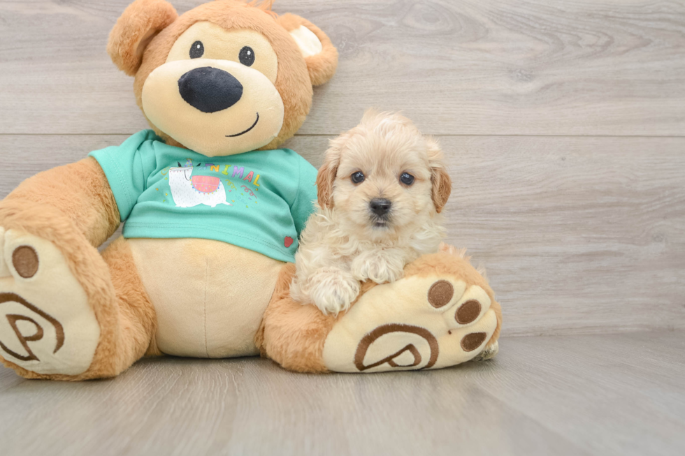 Playful Malt a Poo Poodle Mix Puppy