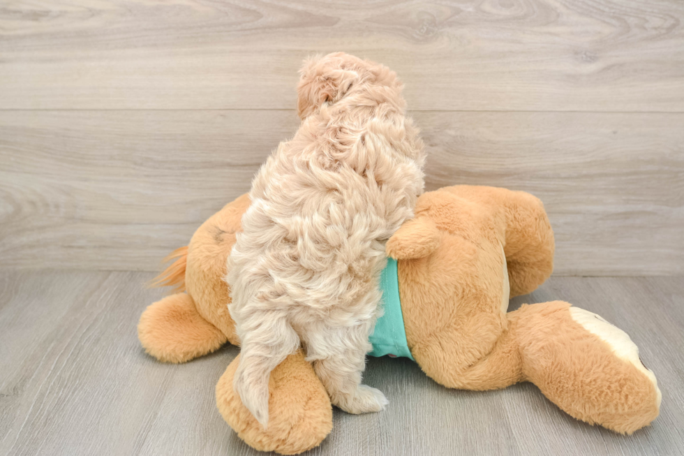 Hypoallergenic Moodle Poodle Mix Puppy