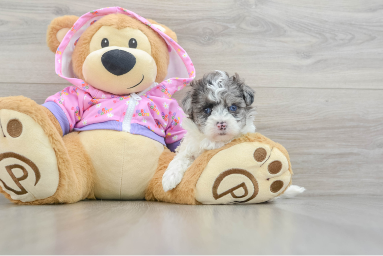 Best Maltipoo Baby