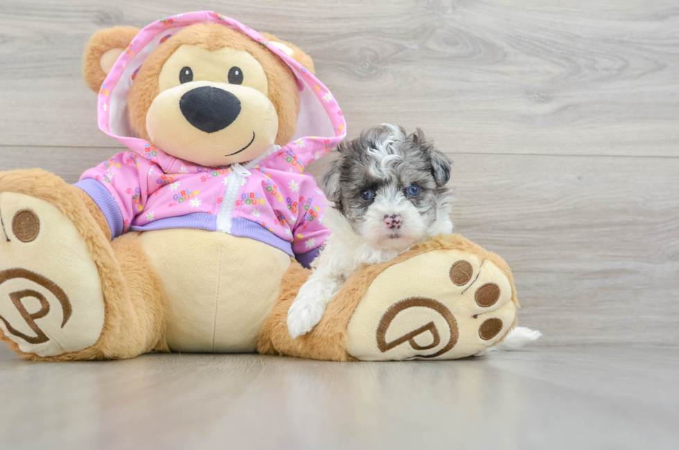 6 week old Maltipoo Puppy For Sale - Lone Star Pups