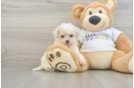 Maltipoo Puppy for Adoption