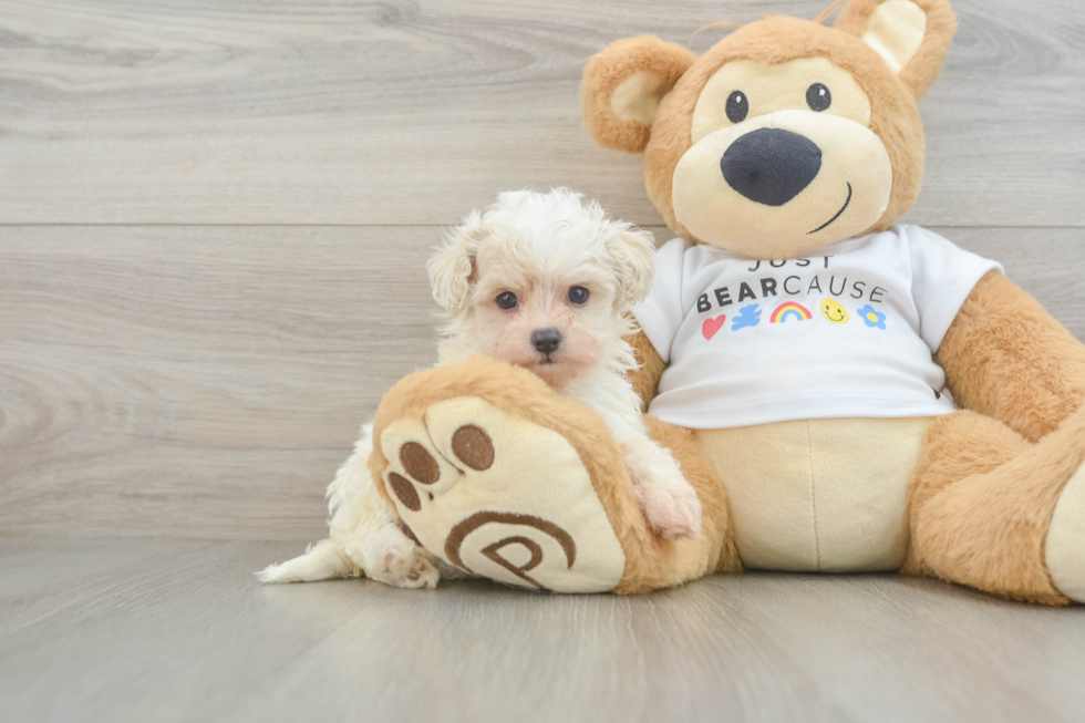 Maltipoo Puppy for Adoption