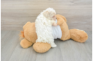 Smart Maltipoo Poodle Mix Pup