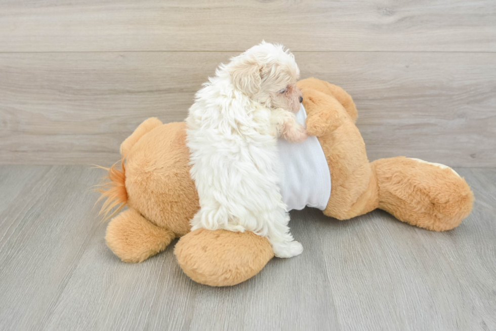 Smart Maltipoo Poodle Mix Pup