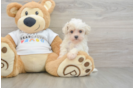 Petite Maltipoo Poodle Mix Pup