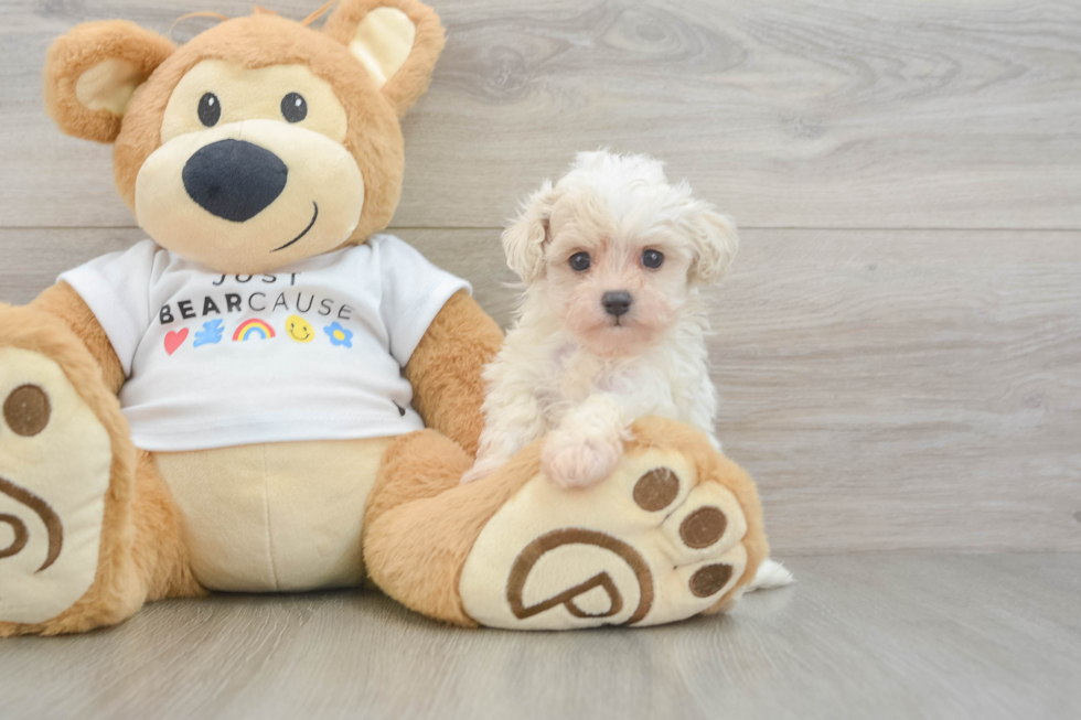 Petite Maltipoo Poodle Mix Pup