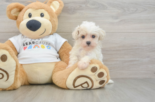 Petite Maltipoo Poodle Mix Pup