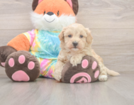 8 week old Maltipoo Puppy For Sale - Lone Star Pups