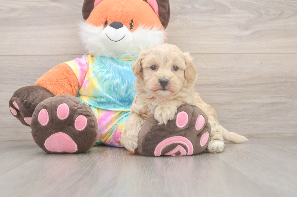 5 week old Maltipoo Puppy For Sale - Lone Star Pups