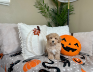9 week old Maltipoo Puppy For Sale - Lone Star Pups