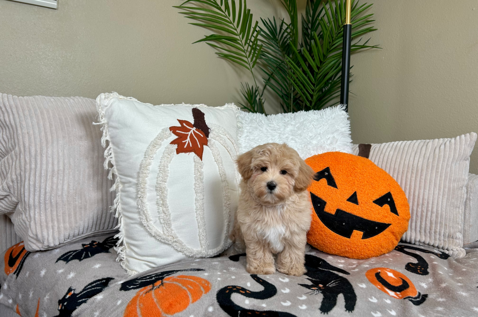 9 week old Maltipoo Puppy For Sale - Lone Star Pups
