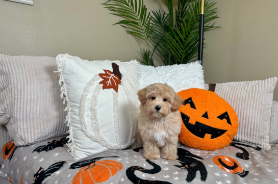 Cute Maltipoo Baby
