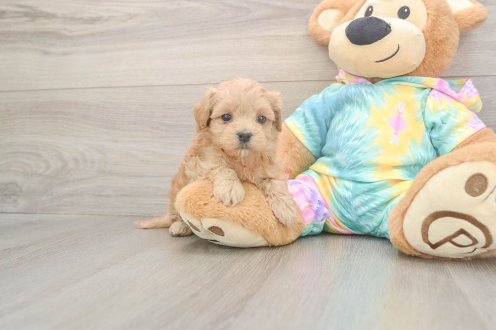 Meet Pikachu - our Maltipoo Puppy Photo  2/3 - Lone Star Pups Best Maltipoo Baby