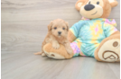 Meet Pikachu - our Maltipoo Puppy Photo  2/3 - Lone Star Pups Best Maltipoo Baby