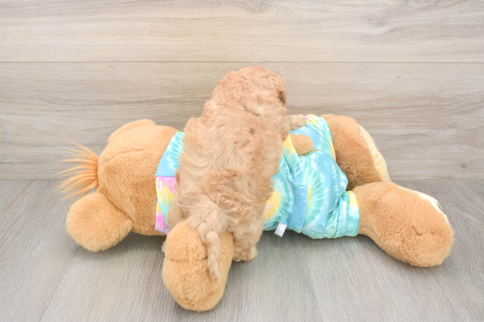 Meet Pikachu - our Maltipoo Puppy Photo  3/3 - Lone Star Pups Best Maltipoo Baby