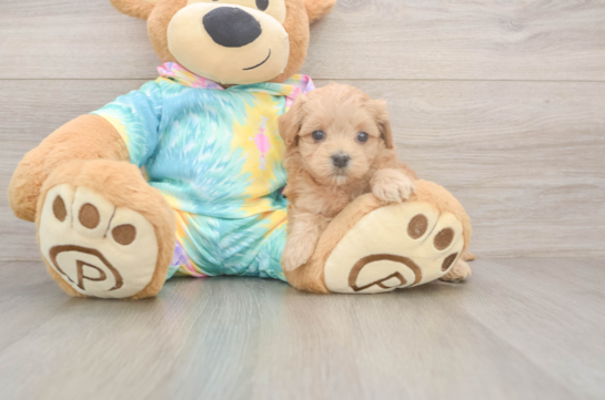 5 week old Maltipoo Puppy For Sale - Lone Star Pups Maltipoo Puppy for Adoption