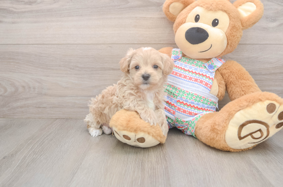 5 week old Maltipoo Puppy For Sale - Lone Star Pups