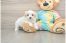 Friendly Maltipoo Baby