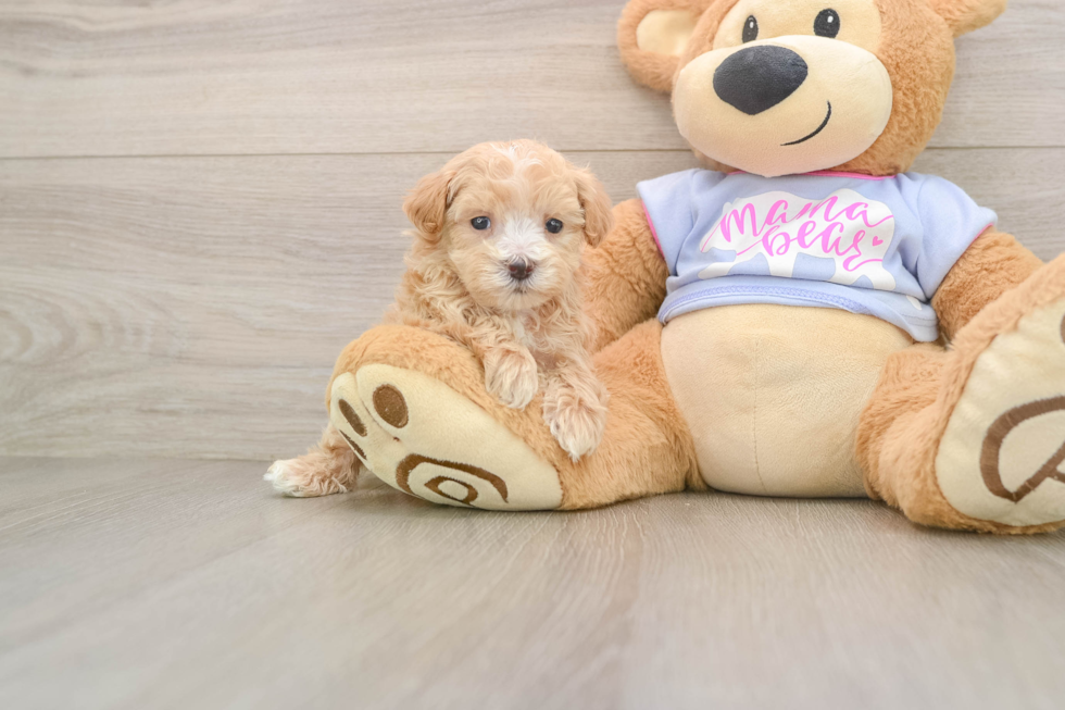 Maltipoo Pup Being Cute