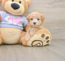 7 week old Maltipoo Puppy For Sale - Lone Star Pups