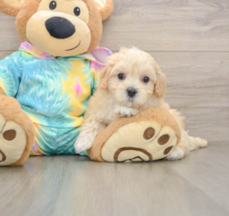 9 week old Maltipoo Puppy For Sale - Lone Star Pups
