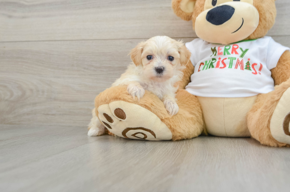 7 week old Maltipoo Puppy For Sale - Lone Star Pups