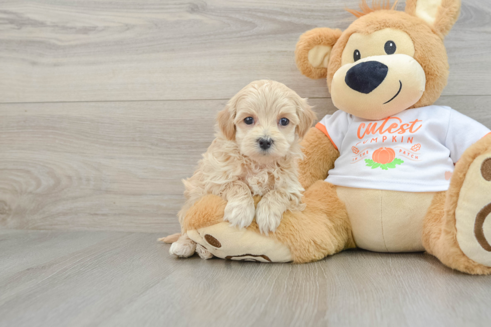 Maltipoo Puppy for Adoption