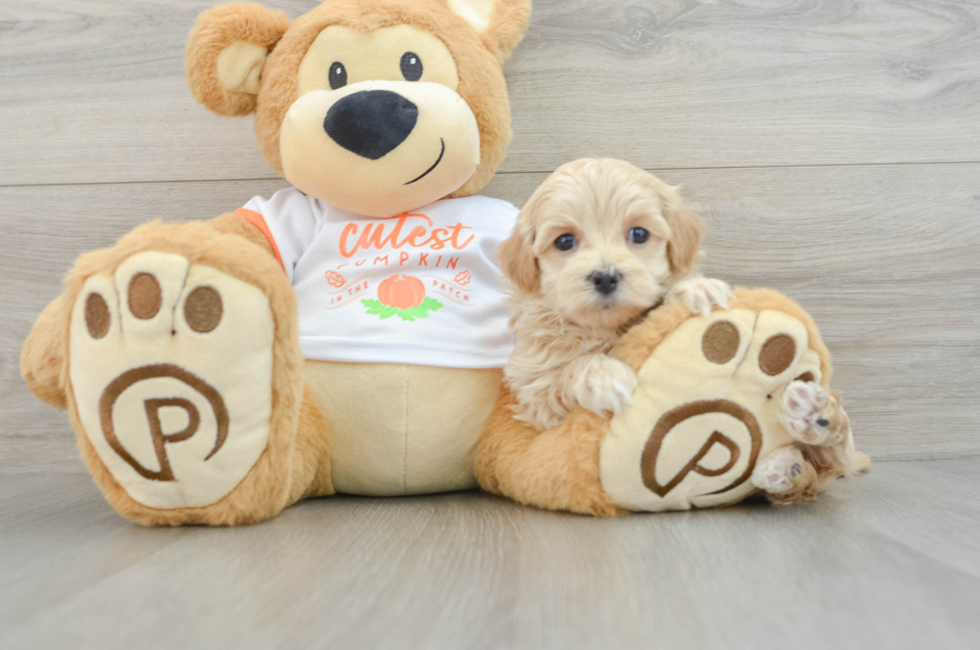 7 week old Maltipoo Puppy For Sale - Lone Star Pups