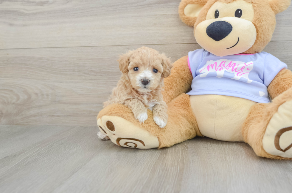 5 week old Maltipoo Puppy For Sale - Lone Star Pups