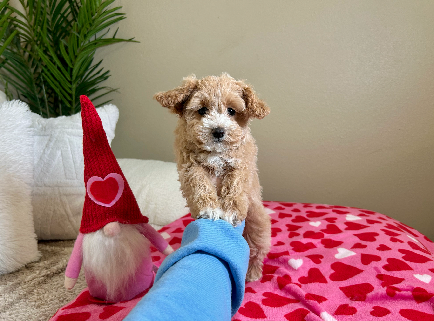 Cute Malt a Poo Poodle Mix Puppy