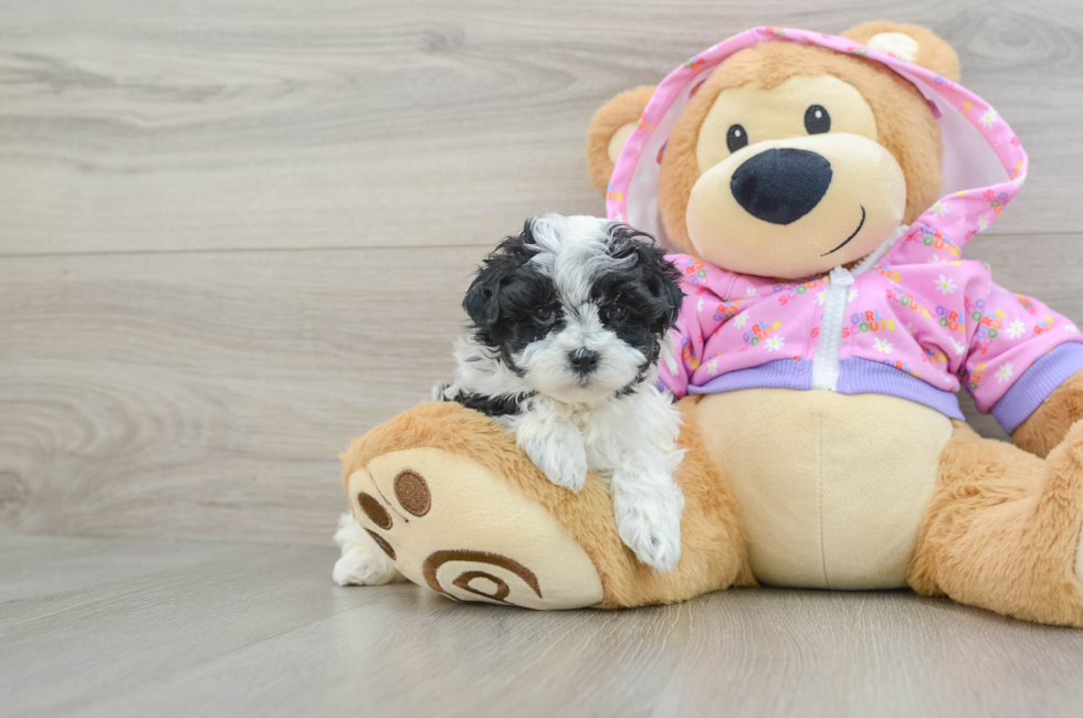 6 week old Maltipoo Puppy For Sale - Lone Star Pups