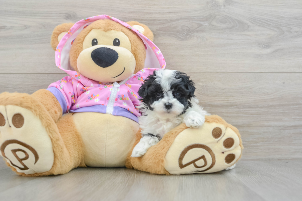 Maltipoo Pup Being Cute