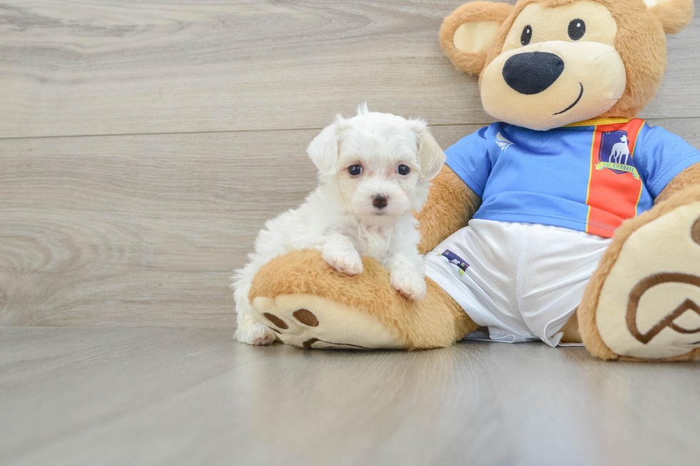 Adorable Malt a Poo Poodle Mix Puppy
