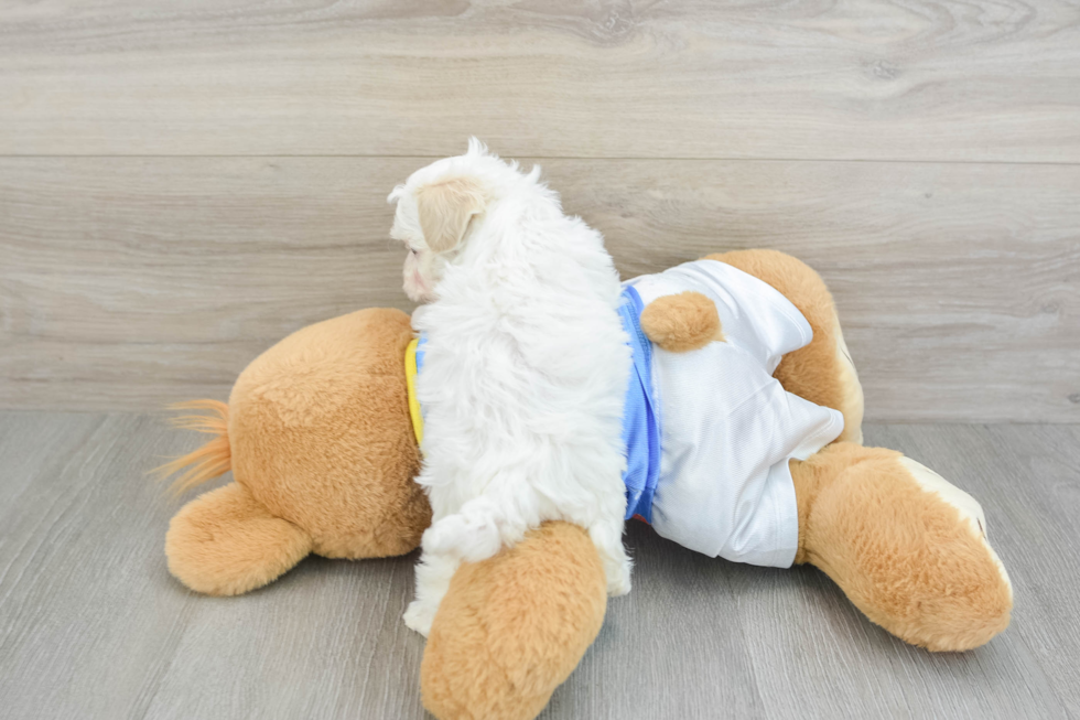 Small Maltipoo Baby